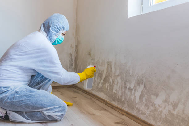 Licensed Mold Remediation service in Grass Lake, MI - WQB Mold Removal