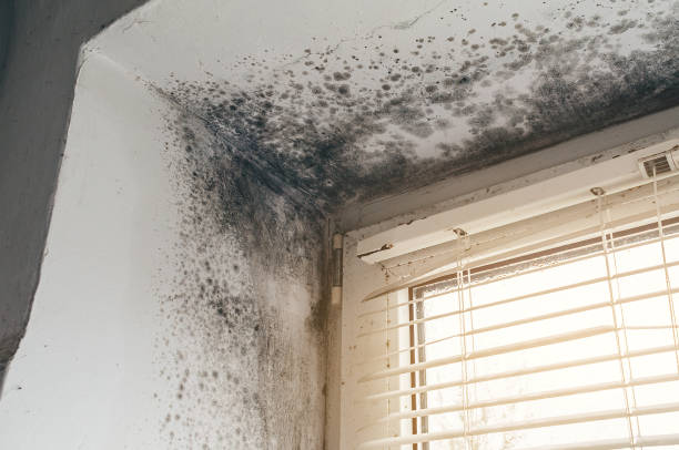 Affordable Mold Remediation solutions in Grass Lake, MI