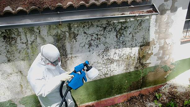 Top rated local Mold Remediation specialists in Grass Lake, MI